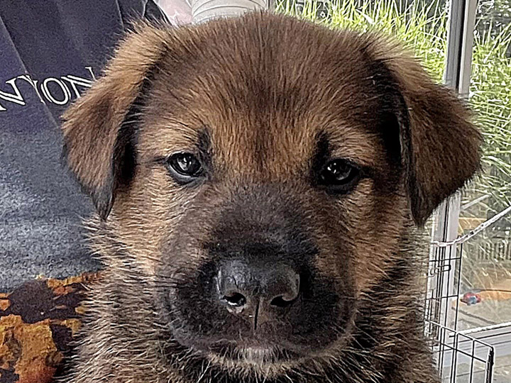 chinook puppy